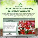 Outsidepride Mix Geranium Seeds for Planting - 100 Pcs Annual, Heat & Drought Tolerant Flower Seeds with Green Foliage & Mix Blooms for Pots, Borders & Lush Summer Garden Displays