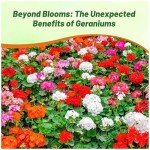 Outsidepride Mix Geranium Seeds for Planting - 100 Pcs Annual, Heat & Drought Tolerant Flower Seeds with Green Foliage & Mix Blooms for Pots, Borders & Lush Summer Garden Displays