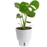 Costa Farms Live Plant, Thai Constellation Monstera House Plant, Self-Watering Plant Pot, Trending Tropicals Collection for Home and Room Decor, 16-Inches Tall