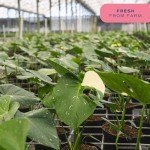 Costa Farms Live Plant, Thai Constellation Monstera House Plant, Self-Watering Plant Pot, Trending Tropicals Collection for Home and Room Decor, 16-Inches Tall