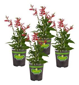 Bonnie Plants Pineapple Sage - 4 Pack Live Plants, Perennial In Zones 8 - 10, 3 - 4 Ft Tall Plants, Garnish, Teas & Flower Arrangements