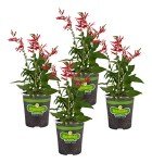 Bonnie Plants Pineapple Sage - 4 Pack Live Plants, Perennial In Zones 8 - 10, 3 - 4 Ft Tall Plants, Garnish, Teas & Flower Arrangements
