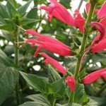 Bonnie Plants Pineapple Sage - 4 Pack Live Plants, Perennial In Zones 8 - 10, 3 - 4 Ft Tall Plants, Garnish, Teas & Flower Arrangements