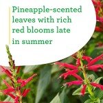 Bonnie Plants Pineapple Sage - 4 Pack Live Plants, Perennial In Zones 8 - 10, 3 - 4 Ft Tall Plants, Garnish, Teas & Flower Arrangements