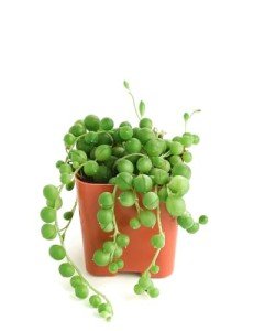 Shop Succulents String of Pearls Succulent Pack - Live 2" Senecio Rowleyanus Plants, Unique Trailing Variety for Hanging Planters & Gifts - Easy Care Indoor Houseplant, Pack of 1