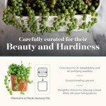 Shop Succulents String of Pearls Succulent Pack - Live 2" Senecio Rowleyanus Plants, Unique Trailing Variety for Hanging Planters & Gifts - Easy Care Indoor Houseplant, Pack of 1