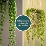 Shop Succulents String of Pearls Succulent Pack - Live 2" Senecio Rowleyanus Plants, Unique Trailing Variety for Hanging Planters & Gifts - Easy Care Indoor Houseplant, Pack of 1