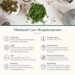 Shop Succulents String of Pearls Succulent Pack - Live 2" Senecio Rowleyanus Plants, Unique Trailing Variety for Hanging Planters & Gifts - Easy Care Indoor Houseplant, Pack of 1