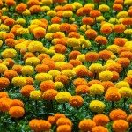 Groundio Marigold Seeds for Planting Outdoor, 1 OZ, Crackerjack Mix Flower Seeds Attract Pollinators, 2 Colors (Yellow, Orange), Grown in The USA