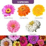 Groundio Zinnia Seeds Mix, 1 Oz, Over 3,000 Flowers Seeds, 5 Varieties (Pink, Yellow, Orange, White, Purple), Mixed Colors and Large Blooms,Open Pollinated - Bulk