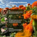 Groundio Marigold Seeds for Planting Outdoor, 1 OZ, Crackerjack Mix Flower Seeds Attract Pollinators, 2 Colors (Yellow, Orange), Grown in The USA