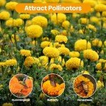 Groundio Marigold Seeds for Planting Outdoor, 1 OZ, Crackerjack Mix Flower Seeds Attract Pollinators, 2 Colors (Yellow, Orange), Grown in The USA