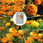 Groundio Marigold Seeds for Planting Outdoor, 1 OZ, Crackerjack Mix Flower Seeds Attract Pollinators, 2 Colors (Yellow, Orange), Grown in The USA