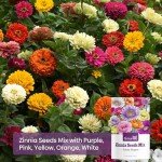 Groundio Zinnia Seeds Mix, 1 Oz, Over 3,000 Flowers Seeds, 5 Varieties (Pink, Yellow, Orange, White, Purple), Mixed Colors and Large Blooms,Open Pollinated - Bulk