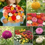 Groundio Zinnia Seeds Mix, 1 Oz, Over 3,000 Flowers Seeds, 5 Varieties (Pink, Yellow, Orange, White, Purple), Mixed Colors and Large Blooms,Open Pollinated - Bulk