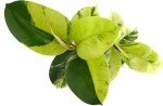 Shop Succulents Ficus Shivereana 'Moonshine', Live Indoor Plant, Low Maintenance Houseplant with Unique Silvery Green Leaves, Ideal for Home Decor, Office, and Room Enhancement, 6 Inch Nursery Pot