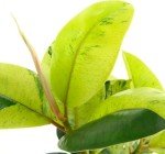 Shop Succulents Ficus Shivereana 'Moonshine', Live Indoor Plant, Low Maintenance Houseplant with Unique Silvery Green Leaves, Ideal for Home Decor, Office, and Room Enhancement, 6 Inch Nursery Pot
