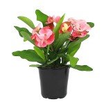 Altman Plants Crown of Thorns Plant (Euphorbia milii) in 4.25" Pot, Easy Plant Care, House Plant & Live Succulent, Year Round Indoor Flowering Plants with Indoor Plant & Live Cactus Soil Potting Mix
