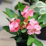 Altman Plants Crown of Thorns Plant (Euphorbia milii) in 4.25" Pot, Easy Plant Care, House Plant & Live Succulent, Year Round Indoor Flowering Plants with Indoor Plant & Live Cactus Soil Potting Mix