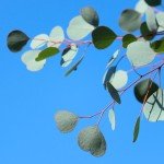 Park Seed Grow Your Own Eucalyptus Seeds Plant, Perfect for Indoor Growing and Spring Garden, Silver Dollar, Pack of 50