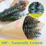 11 PCS Real Dried Eucalyptus Stem for Shower & Bathroom Decor - 17'' Large Natural Fresh Eucalyptus Leaves Hanging Plants, Shower Stuff Green Home Vase Decor, DIY