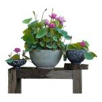 12pcs Mixed Pink, Red & Green Color Bowl Lotus Seeds for Planting Beautiful Water Plants for Indoor Bonsai, Outdoor Ponds