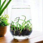 12pcs Mixed Pink, Red & Green Color Bowl Lotus Seeds for Planting Beautiful Water Plants for Indoor Bonsai, Outdoor Ponds