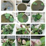 12pcs Mixed Pink, Red & Green Color Bowl Lotus Seeds for Planting Beautiful Water Plants for Indoor Bonsai, Outdoor Ponds
