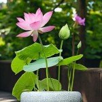 12pcs Mixed Pink, Red & Green Color Bowl Lotus Seeds for Planting Beautiful Water Plants for Indoor Bonsai, Outdoor Ponds
