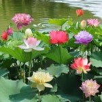 12pcs Mixed Pink, Red & Green Color Bowl Lotus Seeds for Planting Beautiful Water Plants for Indoor Bonsai, Outdoor Ponds