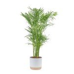 Costa Farms Cat Palm - Indoor Potted Houseplant