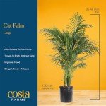 Costa Farms Cat Palm - Indoor Potted Houseplant