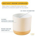 Costa Farms Cat Palm - Indoor Potted Houseplant