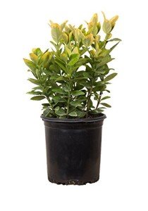 Golden Euonymus (2.5 Quart) Green and Yellow Variegated Evergreen Shrub - Full Sun to Part Shade Live Outdoor Plant