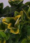 Golden Euonymus (2.5 Quart) Green and Yellow Variegated Evergreen Shrub - Full Sun to Part Shade Live Outdoor Plant