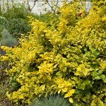Golden Euonymus (2.5 Quart) Green and Yellow Variegated Evergreen Shrub - Full Sun to Part Shade Live Outdoor Plant