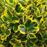 Golden Euonymus (2.5 Quart) Green and Yellow Variegated Evergreen Shrub - Full Sun to Part Shade Live Outdoor Plant
