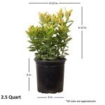 Golden Euonymus (2.5 Quart) Green and Yellow Variegated Evergreen Shrub - Full Sun to Part Shade Live Outdoor Plant