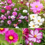 Groundio Cosmos Seeds Wildflower Mix, 1 Oz, 3,000+ Seeds, 4 Varieties Flowers Seeds for Planting (Radiance, Purity, Pinkie, Picotee), Open Pollinated Bulk