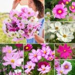 Groundio Cosmos Seeds Wildflower Mix, 1 Oz, 3,000+ Seeds, 4 Varieties Flowers Seeds for Planting (Radiance, Purity, Pinkie, Picotee), Open Pollinated Bulk
