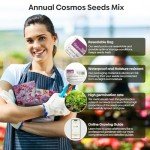 Groundio Cosmos Seeds Wildflower Mix, 1 Oz, 3,000+ Seeds, 4 Varieties Flowers Seeds for Planting (Radiance, Purity, Pinkie, Picotee), Open Pollinated Bulk