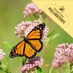 Seed Packet - Marigold 'Sparky' 420mg