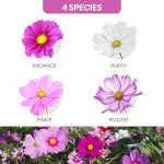 Groundio Cosmos Seeds Wildflower Mix, 1 Oz, 3,000+ Seeds, 4 Varieties Flowers Seeds for Planting (Radiance, Purity, Pinkie, Picotee), Open Pollinated Bulk
