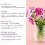 Groundio Cosmos Seeds Wildflower Mix, 1 Oz, 3,000+ Seeds, 4 Varieties Flowers Seeds for Planting (Radiance, Purity, Pinkie, Picotee), Open Pollinated Bulk