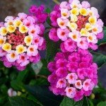 Pack 4 Lantana Plants Live, Lantana Live Plants for Planting Outdoors, 6 to 9 Inch Live Lantana Plants, Lantana Perennial Plants, Well Rooted, Pink Lantana
