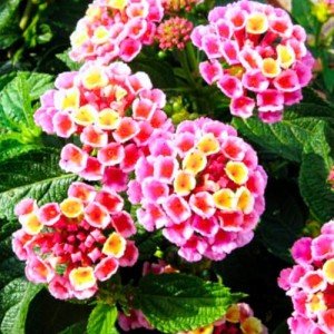 2 Lantana Plants Live for Planting Outdoors, 4-9" Tall, Fragrant Lantana Live Plants Ready to Grow, Butterfly Lantana Perennial Flowers Lantana Trees (Pink)