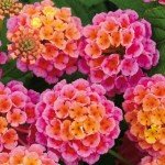 Pack 4 Lantana Plants Live, Lantana Live Plants for Planting Outdoors, 6 to 9 Inch Live Lantana Plants, Lantana Perennial Plants, Well Rooted, Pink Lantana