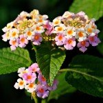 2 Lantana Plants Live for Planting Outdoors, 4-9" Tall, Fragrant Lantana Live Plants Ready to Grow, Butterfly Lantana Perennial Flowers Lantana Trees (Pink)