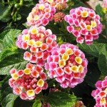 Pack 4 Lantana Plants Live, Lantana Live Plants for Planting Outdoors, 6 to 9 Inch Live Lantana Plants, Lantana Perennial Plants, Well Rooted, Pink Lantana