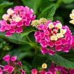 2 Lantana Plants Live for Planting Outdoors, 4-9" Tall, Fragrant Lantana Live Plants Ready to Grow, Butterfly Lantana Perennial Flowers Lantana Trees (Pink)
